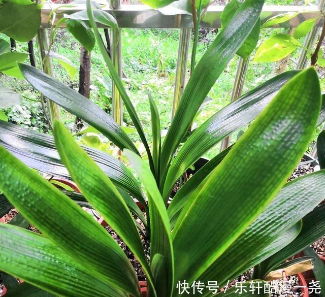 健壮|君子兰入夏要“静养”,扔一边,少管它,反而更健壮