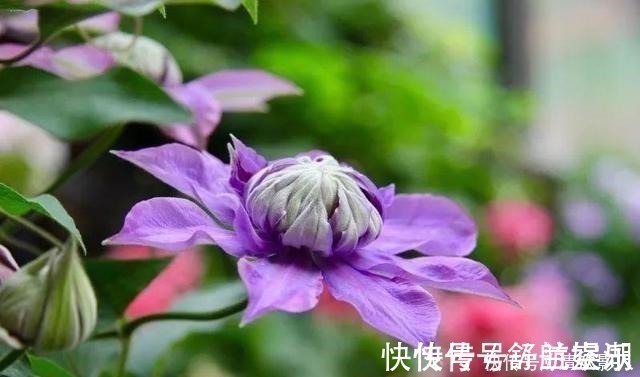 7㎡迷你“阳台造园”小阳台这样布置,也能美成的花园!