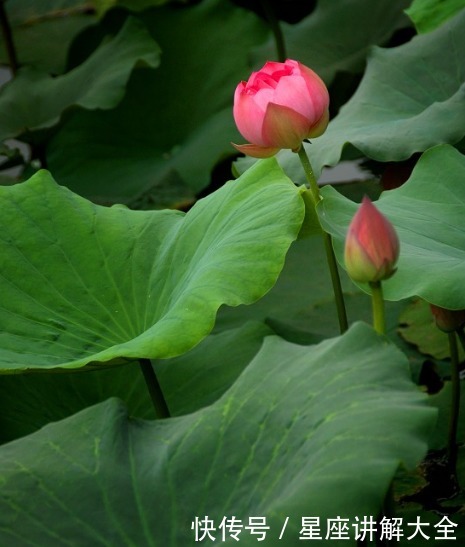 日子|进入6月下旬，运势跳龙门，4属相桃花不断，横财不停，日子美满