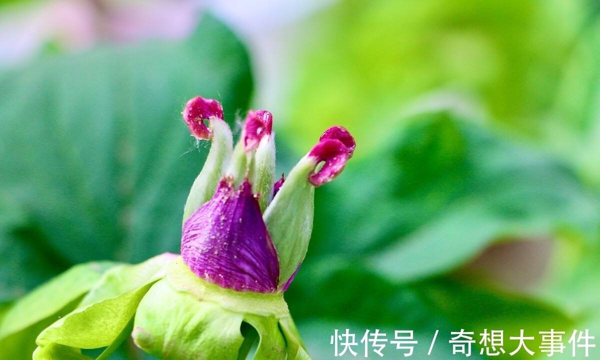 栽培|都知道牡丹是“花王”,却不一定知道谁是“花相”?值得了解一下