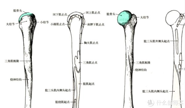 陈柏龄|书单狗 篇二十九：健身先健脑，6本健身本书籍推荐