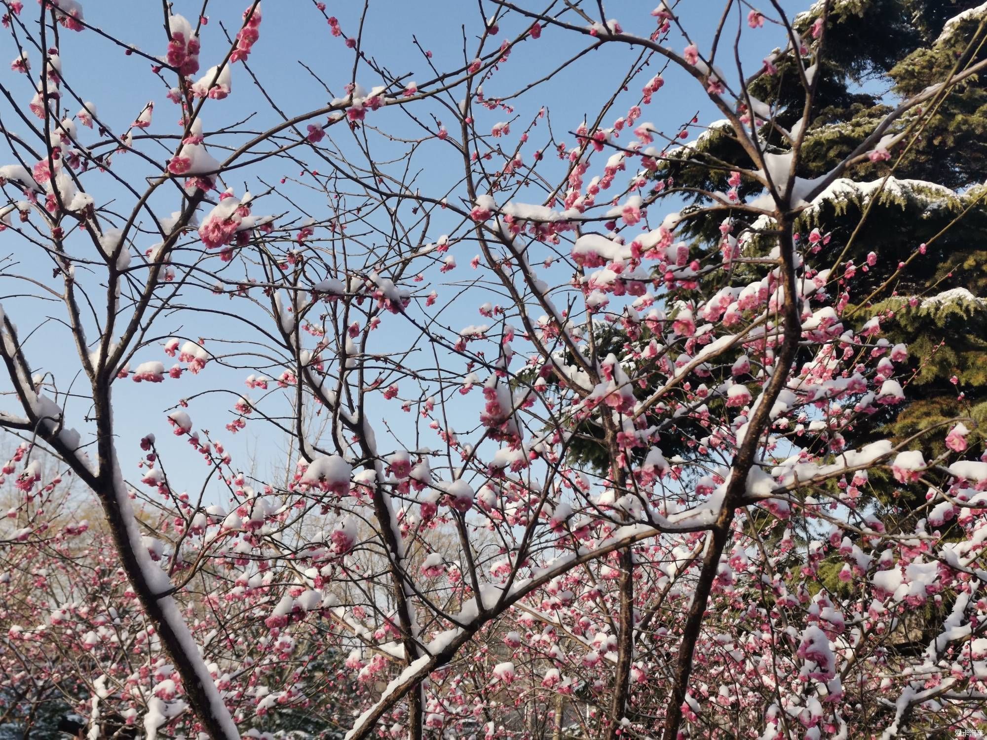 老年|【爱卡踏青季】踏雪寻梅