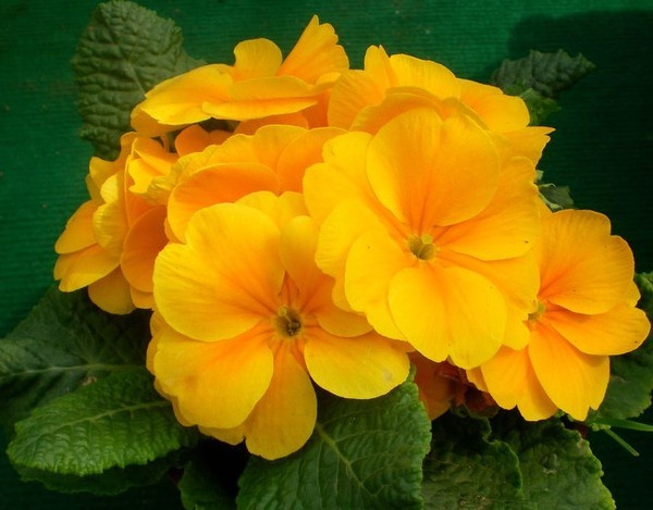 养个名字好听还早开花的花卉，开花比玫瑰好看，简单养一下就爆盆