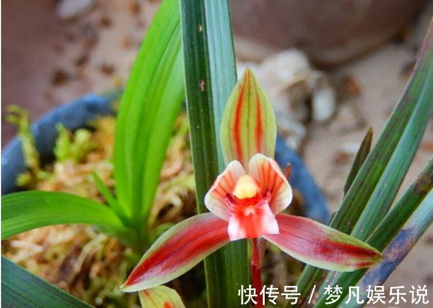 家里别养绿萝,铜钱等普货了,我教你养建兰,不仅好养而且高雅