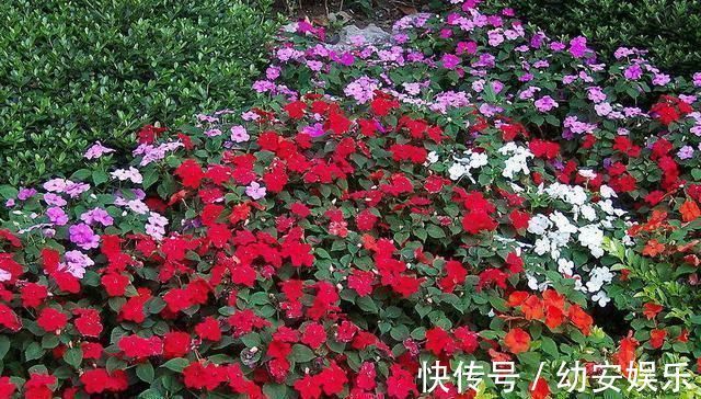 压箱底的养花绝活,种花用这三种“黄金土”,不爆盆来找我