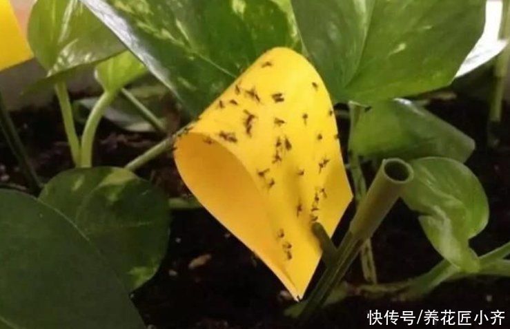 养花的4种虫害，打药都很难清除，如果遇到，用这些方法试试