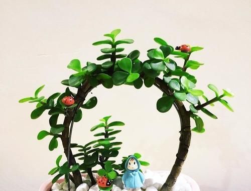 金枝玉叶是马齿苋吗？怎么样施肥和浇水，才能让她真正成为金枝玉叶呢？