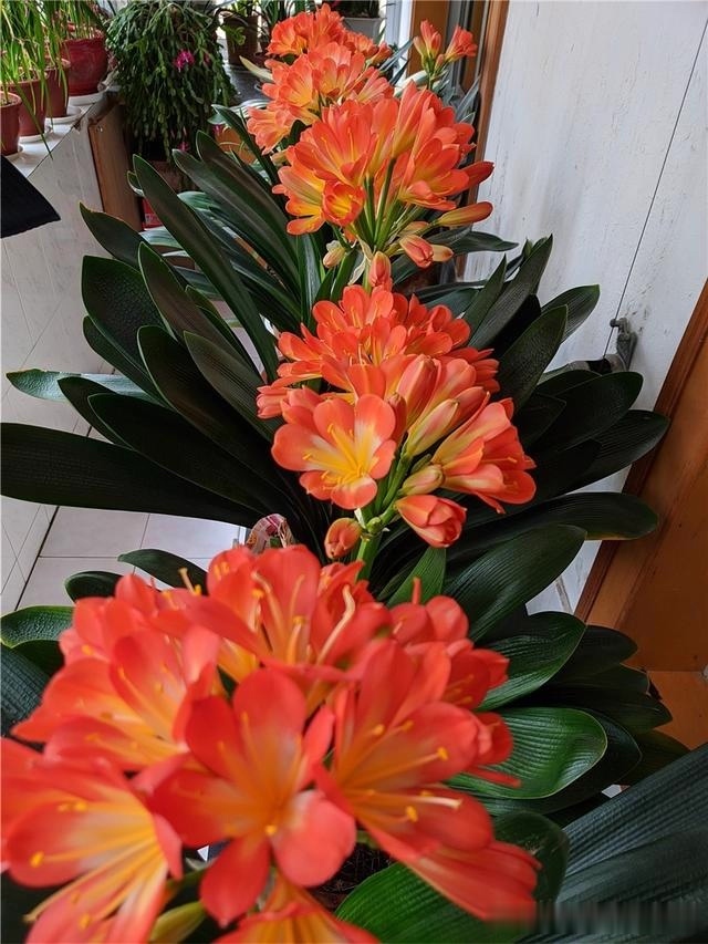 初秋给君子兰“换位置”,2种肥水轮着浇,君子兰叶片油亮爆花旺