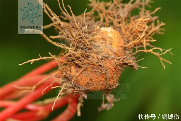 中药一口血——活血消肿,止血、主跌打损伤、骨折、关节肿痛