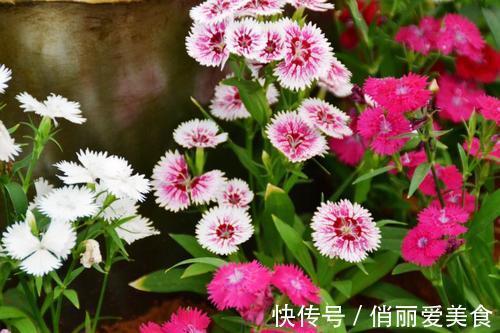 养护|想石竹花开花漂亮，养护起来还很简单，家里有院子的不要错过！