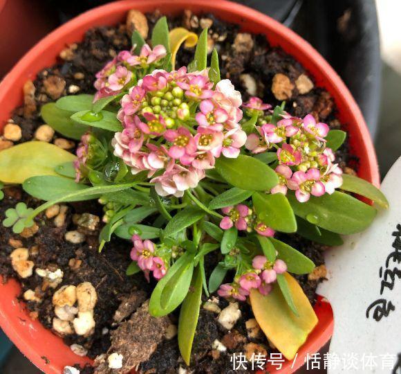 开春别换盆了,这7种东西撒土里,花吃了新叶子呼呼冒!