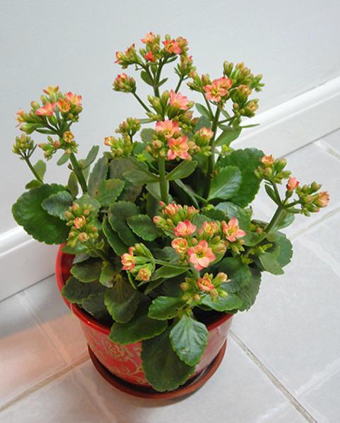 长寿花养植方法