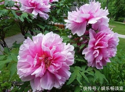 有个小院子,定要种上5种花,轻松开出花海,邻居看了羡慕!