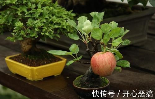 修剪|养桩不光要养活,枝条长粗才重要,6个技巧要掌握好,施肥长得快