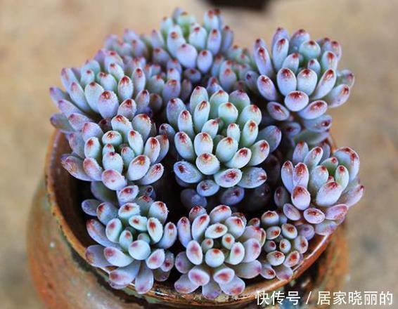 刚开始种多肉选8种，好养且自带“体香”，而且颜值非常高！