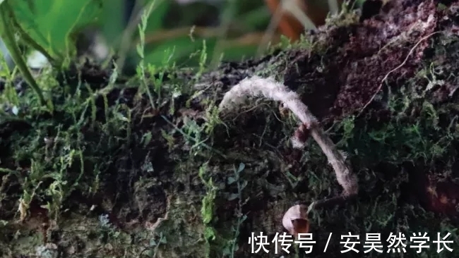 好丑!好臭!你没看错,我说的是兰花