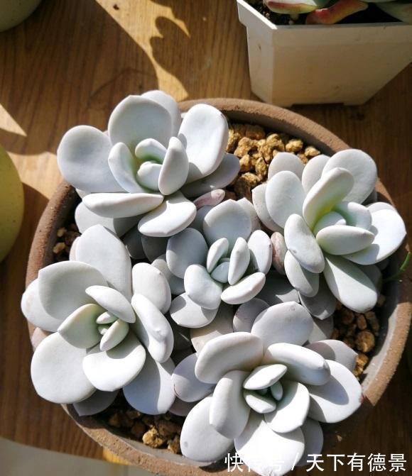 买回家的多肉,先晒上1周,然后再栽种,发根速度会更快