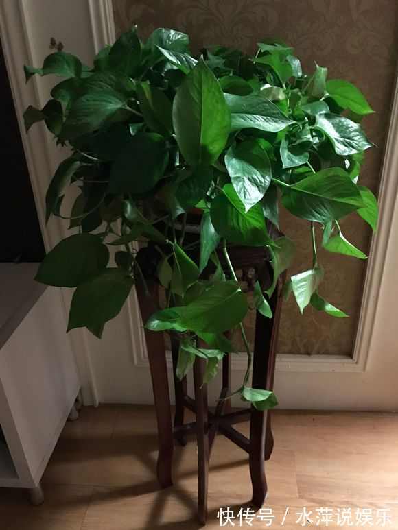 若是绿萝长得缓慢,只需1个方法,拼命长成绿胡须爷爷
