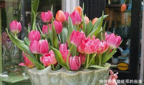 老花农的经验分享：养花做好3件事，什么花都能养活，3分钟学会！