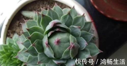 休眠|多肉一到夏季就休眠这3种长出“小包子”,照样美美哒