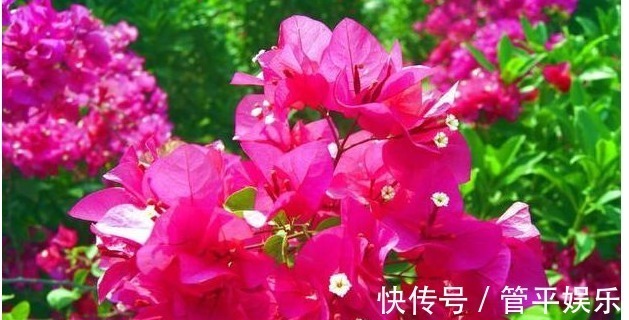 盆栽|以下4种花漂亮又好养,花期长达300多天,乃阳台盆栽之首选