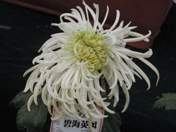 喜欢菊花，不如养盆“菊中珍品”胭脂浓妆，似美艳佳人，舞魅高贵
