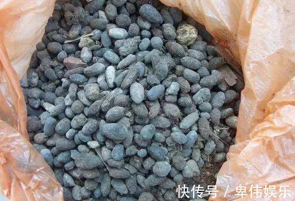 蟹爪兰不开花真愁人,别急,试试3种好方法,不久就能花开满枝头