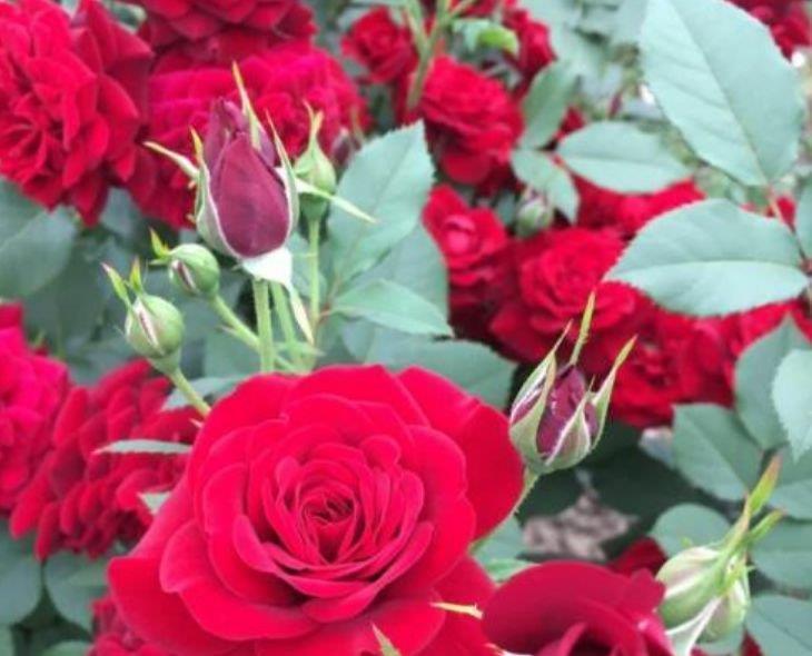 最受欢迎的“4种花”,随便一养成花海,花开一茬接一茬!