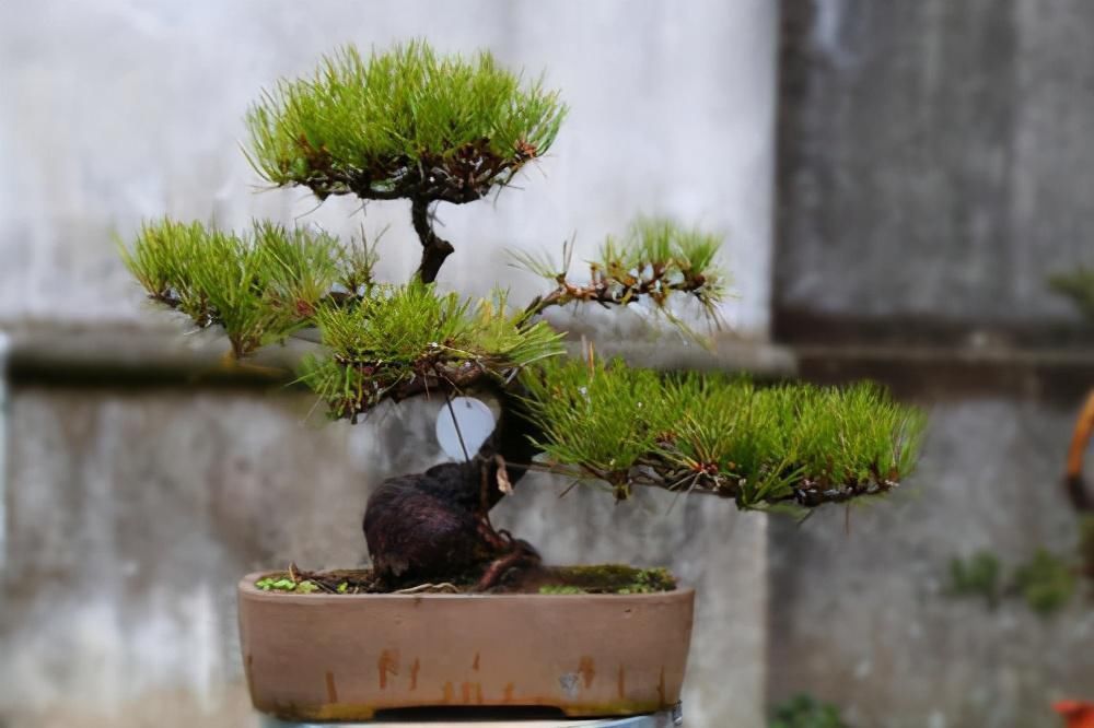 苏派盆景极具名气,这6种盆景做法精妙、极具自然之感,价值高