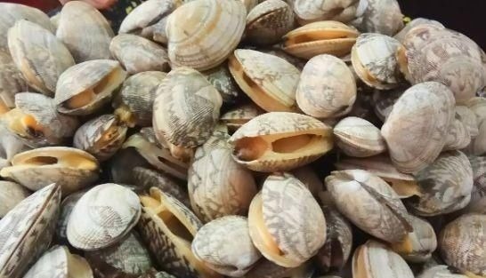 花甲买闭口的还是伸舌头的?两者差别很大,教你几招,别再选错了