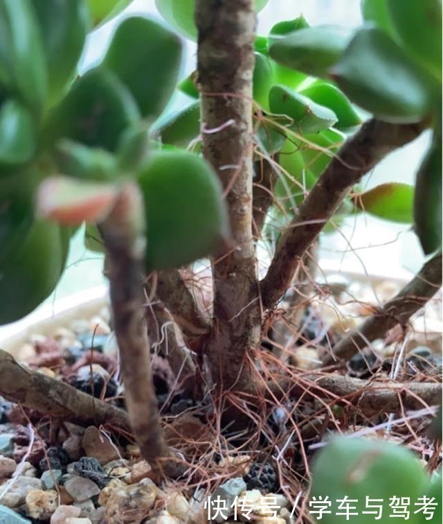 多肉长气根,这是“求救信号”,2个原因导致,最好赶紧剪掉!