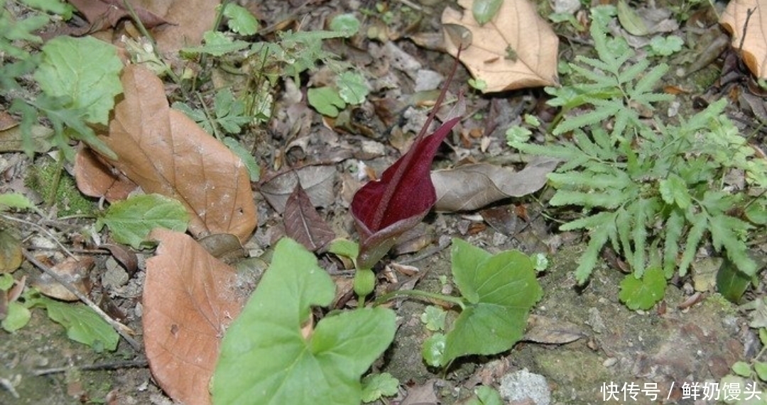 山里遇见这种植物,是您福分,请记住它,当下极为珍贵
