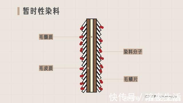 双氧乳 为什么托尼老师染发这么贵丨回形针