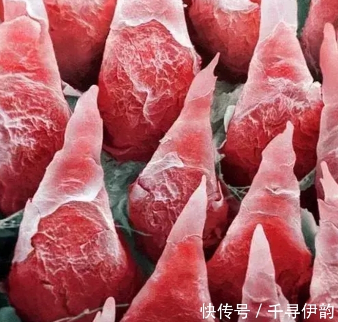 过程|显微镜下的“异世界”排卵过程像火山爆发!