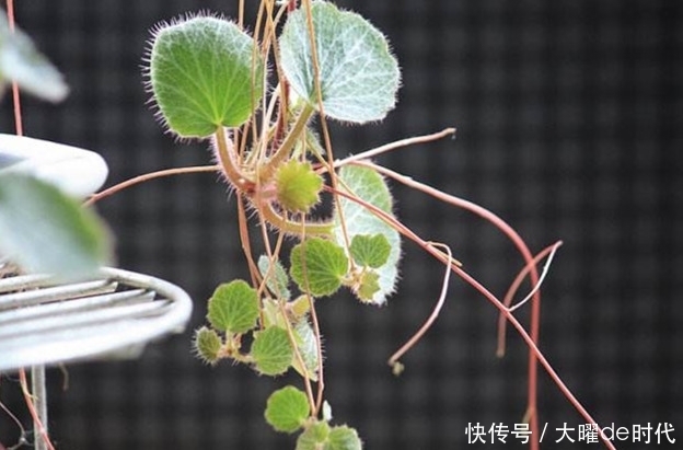 小毒|潮湿坎壁上生长的这种植物,有小毒,却对化脓性中耳炎有疗效