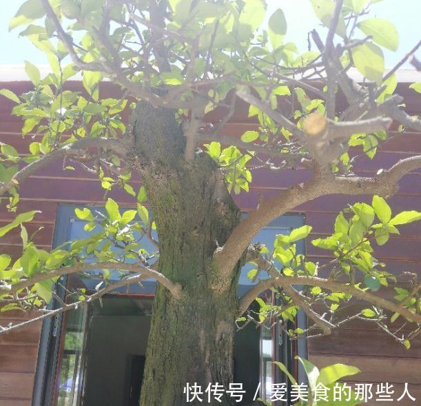 杂木盆景成型后如何保持不走型