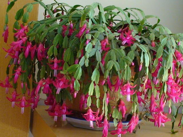 蟹爪兰喜欢这种营养液,不掉花苞不怕黄叶,花开满盆!