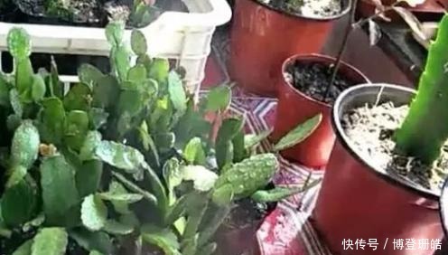 不烂|蟹爪兰喷点这个水,叶片杠杠厚,呼呼冒新芽,10年不烂根