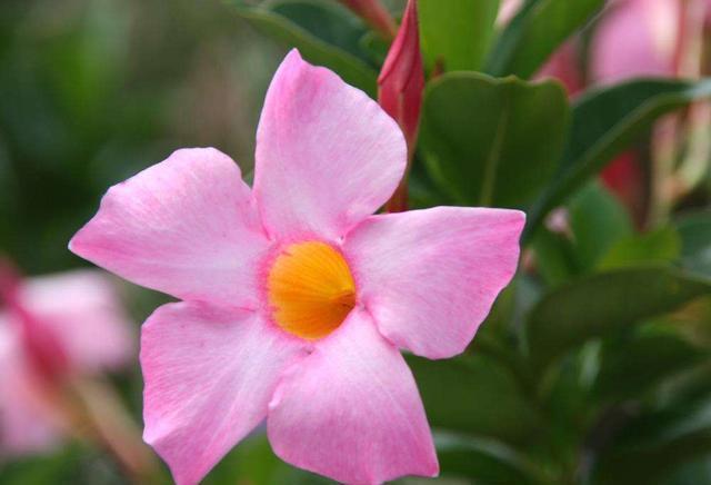 4种花对待新手很友好,随便一养成花海,一开就是300多天