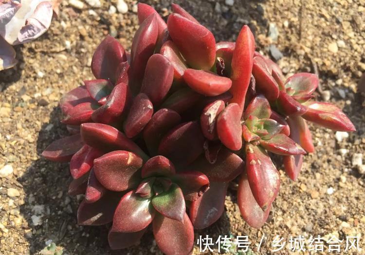 刚买来的多肉太瘦,告诉你这样栽变胖一倍