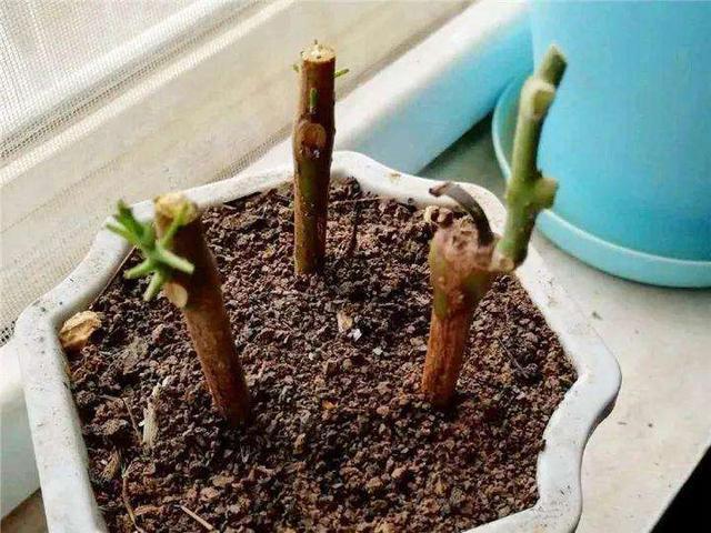 8种花不用花钱买，掐片叶、剪根枝，找个花盆种起来，家里放不下
