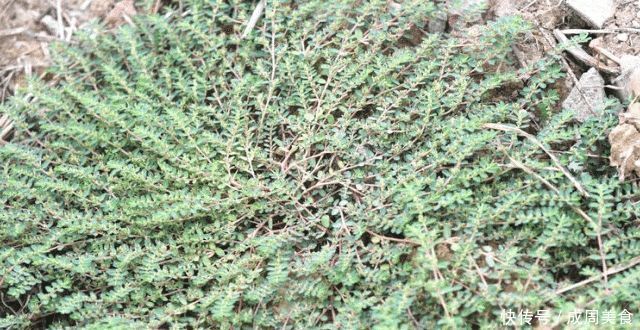 野草类|人称“根王”,却常遭踩踏,或除掉,殊不知,价值非常珍贵