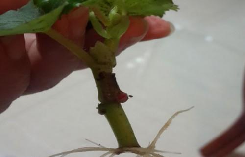 5种“洋气”花,趁着“天冷”快扦插,生根快,开花早,真省钱