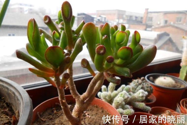 “吸财”多肉筒叶花月,该如何养好?牢记4点,轻松上色出状态