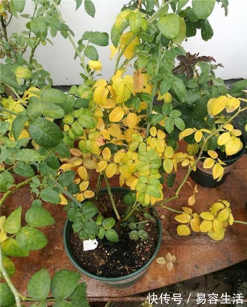 养花一定要戒掉的坏习惯,不然家里全是空花盆,啥花也养不好