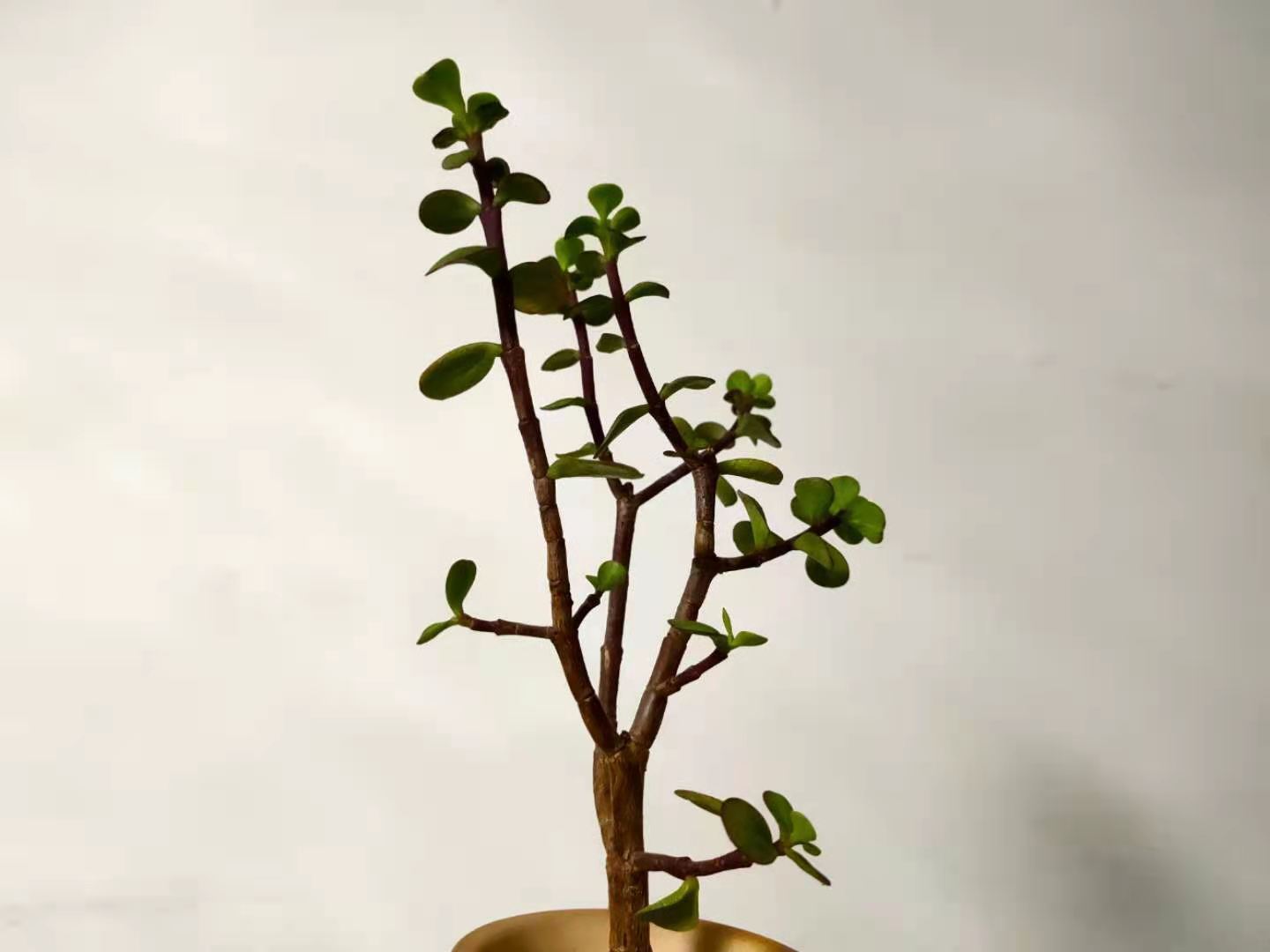 叶片|养护金枝玉叶,掌握2个小技巧,叶片翠绿,枝干粗壮