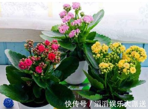 叶肥厚|养长寿花,3个月喂点“它”,叶肥厚花多,1年开花好几茬!