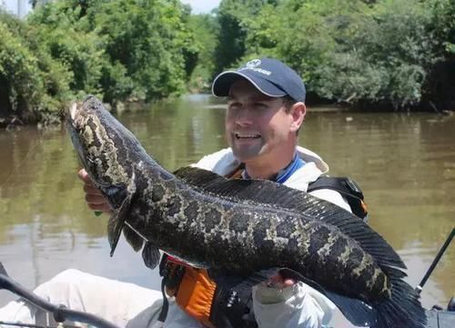 蛇头|鱼塘里横扫一切的黑鱼,连食人鱼都不怕,它们的天敌是什么鱼?
