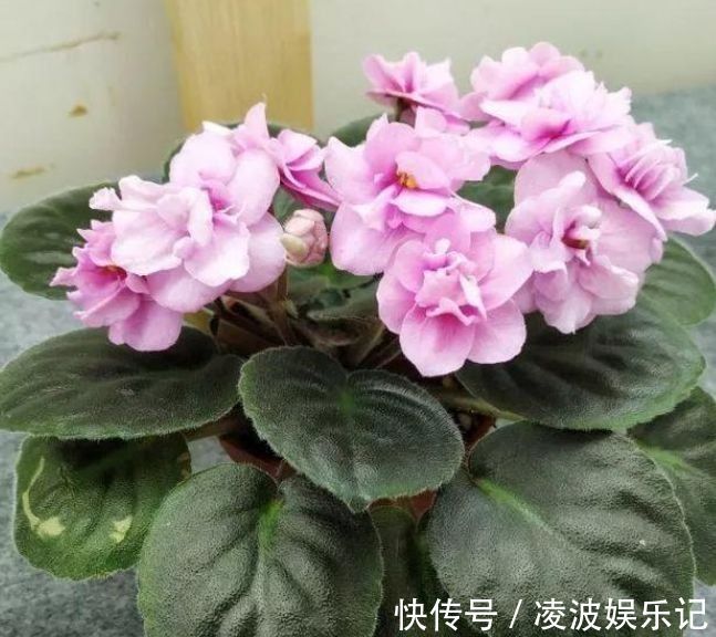 花朵|4种花很漂亮，好养易活能爆盆，比牡丹美，比绿萝好养