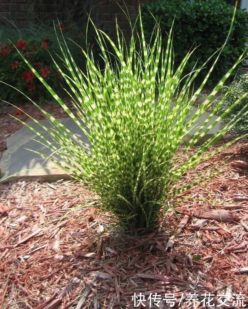 观赏草|6种绝佳的盆栽观赏草，买点种子就可以培育，新手园丁也可练练手